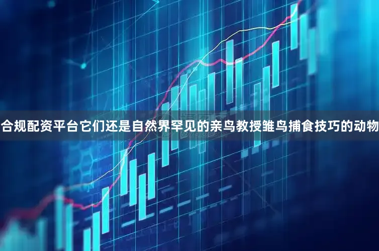 合规配资平台它们还是自然界罕见的亲鸟教授雏鸟捕食技巧的动物